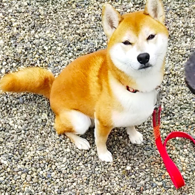 柴犬親子の おやつタイム 酒々井町散歩旅