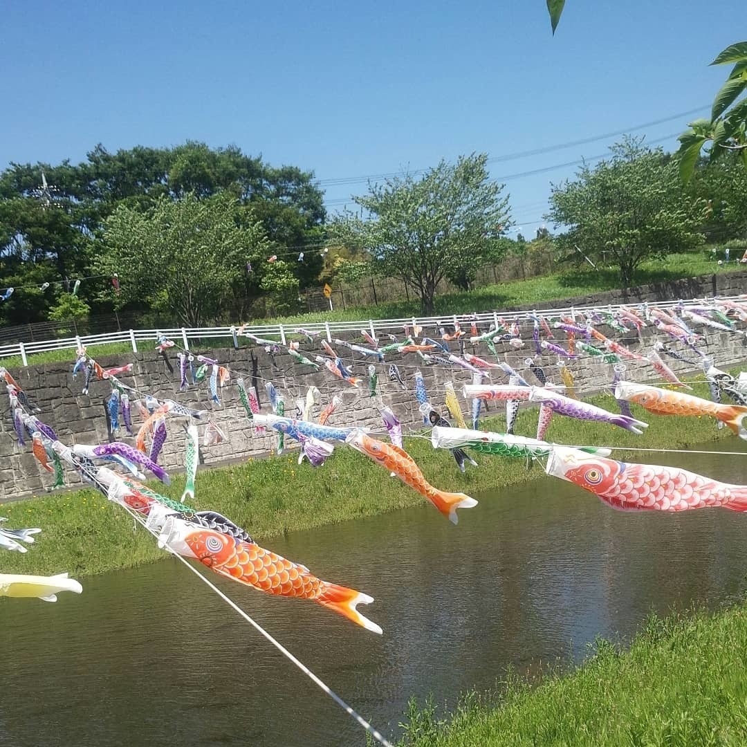 成田市 公津の杜公園 鯉のぼりとうなぎのぼり 酒々井町散歩旅