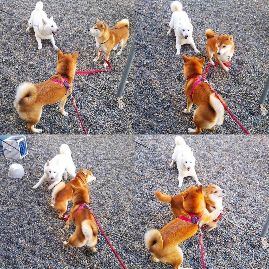 18 年末の柴犬親子 酒々井町散歩旅